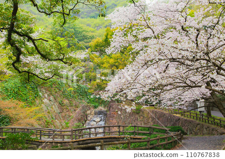 Sakura at Fudo Waterfall Country Park, Toyonaka-cho, Mitoyo City, Kagawa Prefecture Sakura at Fudo Waterfall Country Park, Toyonaka-cho, Mitoyo City, Kagawa Prefecture 110767838