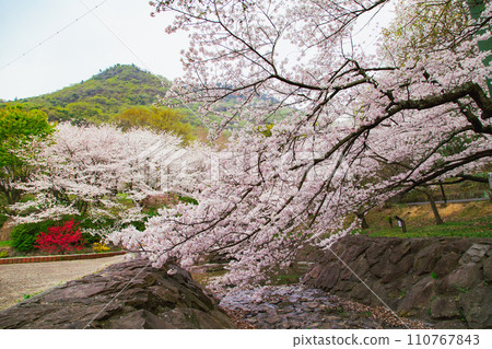 香川縣水豐市豐中町不動瀑布郊野公園的櫻花 香川縣水豐市豐中町不動瀑布郊野公園的櫻花 110767843