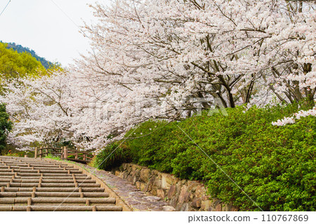 香川縣水豐市豐中町不動瀑布郊野公園的櫻花 香川縣水豐市豐中町不動瀑布郊野公園的櫻花 110767869