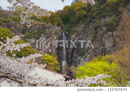 Sakura at Fudo Waterfall Country Park, Toyonaka-cho, Mitoyo City, Kagawa Prefecture Sakura at Fudo Waterfall Country Park, Toyonaka-cho, Mitoyo City, Kagawa Prefecture 110767874
