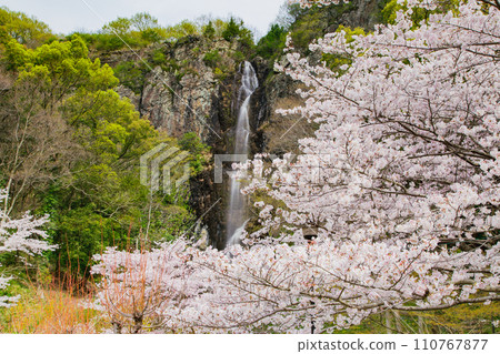 香川縣水豐市豐中町不動瀑布郊野公園的櫻花 110767877