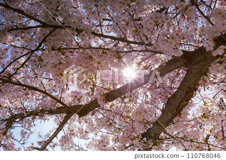 Cherry blossom trees at Kamata Pond, Sakaide City, Kagawa Prefecture Cherry blossom trees at Kamata Pond, Sakaide City, Kagawa Prefecture 110768046
