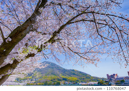Cherry blossom trees at Kamata Pond, Sakaide City, Kagawa Prefecture Cherry blossom trees at Kamata Pond, Sakaide City, Kagawa Prefecture 110768047