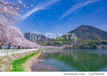 Cherry blossom trees at Kamata Pond, Sakaide City, Kagawa Prefecture Cherry blossom trees at Kamata Pond, Sakaide City, Kagawa Prefecture 110768048