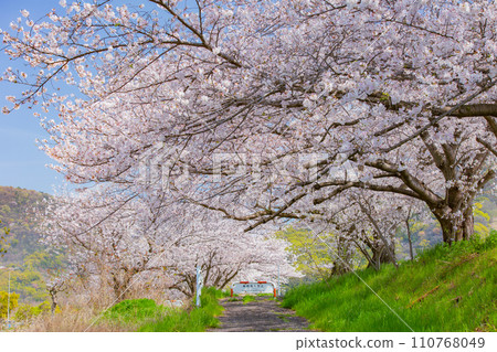 香川縣坂出市蒲田池的櫻花樹 香川縣坂出市蒲田池的櫻花樹 110768049