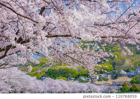 Cherry blossom trees at Kamata Pond, Sakaide City, Kagawa Prefecture Cherry blossom trees at Kamata Pond, Sakaide City, Kagawa Prefecture 110768050