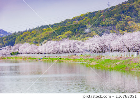 香川縣坂出市蒲田池的櫻花樹 香川縣坂出市蒲田池的櫻花樹 110768051