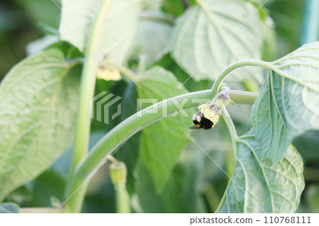 A bee that came to a physalis flower 110768111