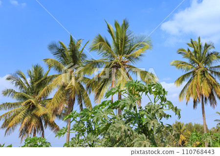 India_Scenery with palm trees India_Scenery with palm trees 110768443