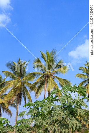 India_Scenery with palm trees India_Scenery with palm trees 110768445