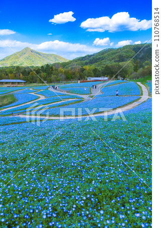 National Sanuki Mannou Park Nemophila field National Sanuki Mannou Park Nemophila field 110768514