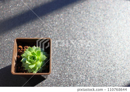 Semperbium potted plant Semperbium potted plant 110768644
