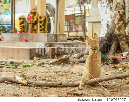 India_Scenery of cats living in temples India_Scenery of cats living in temples 110768657