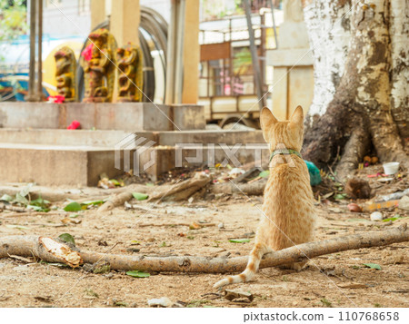 India_Scenery of cats living in temples India_Scenery of cats living in temples 110768658