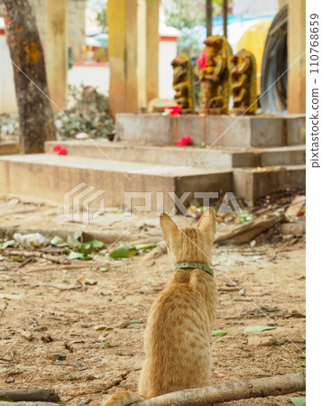 India_Scenery of cats living in temples India_Scenery of cats living in temples 110768659