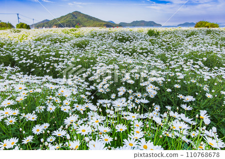 Seaside flower field Flower Park Urashima Seaside flower field Flower Park Urashima 110768678