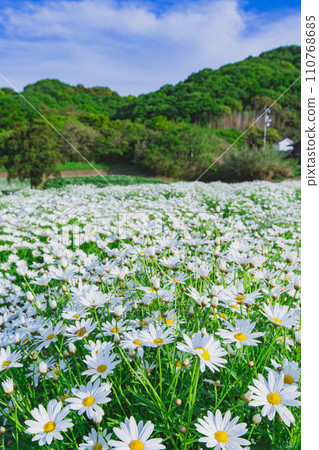 海濱花田花卉公園浦島 110768685