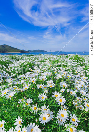 Seaside flower field Flower Park Urashima Seaside flower field Flower Park Urashima 110768687