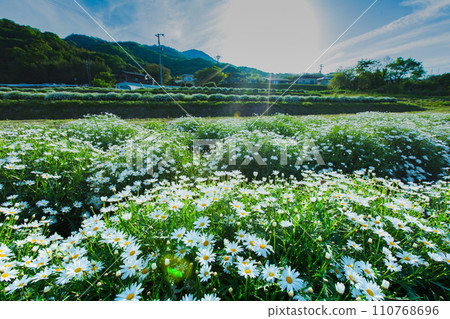海濱花田花卉公園浦島 海濱花田花卉公園浦島 110768696