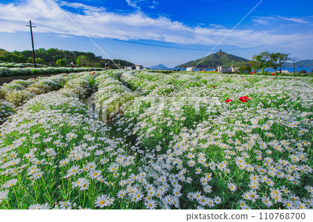 Seaside flower field Flower Park Urashima 110768700