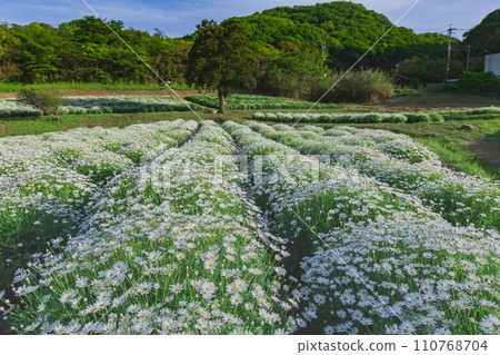 海濱花田花卉公園浦島 110768704