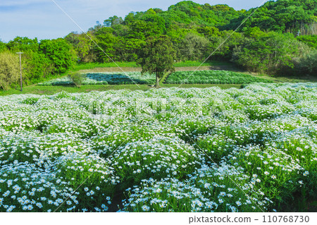 海濱花田花卉公園浦島 海濱花田花卉公園浦島 110768730