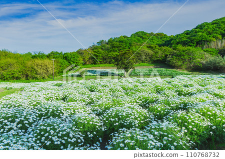 海濱花田花卉公園浦島 海濱花田花卉公園浦島 110768732