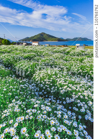 Seaside flower field Flower Park Urashima Seaside flower field Flower Park Urashima 110768762