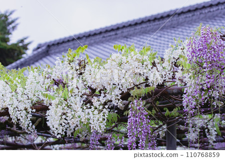 香川縣三豐市、藤之花寺、萬福寺 香川縣三豐市、藤之花寺、萬福寺 110768859