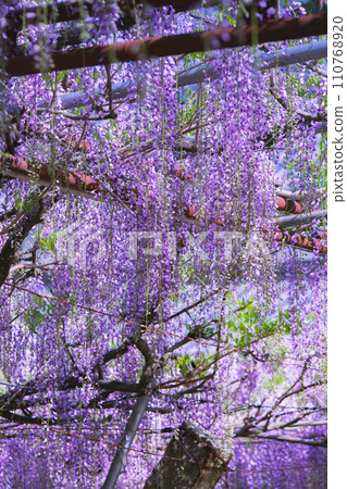 800-year-old Peacock Wisteria Iwata Shrine, Takamatsu City, Kagawa Prefecture 110768920