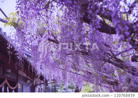 800-year-old Peacock Wisteria Iwata Shrine, Takamatsu City, Kagawa Prefecture 110768939