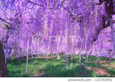 800-year-old Peacock Wisteria Iwata Shrine, Takamatsu City, Kagawa Prefecture 110768942