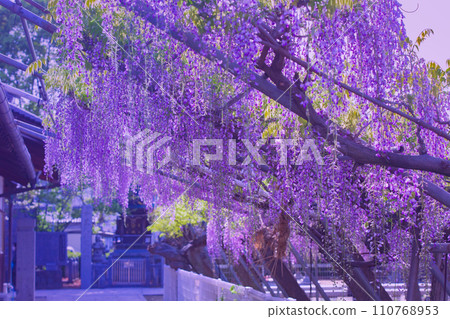 800-year-old Peacock Wisteria Iwata Shrine, Takamatsu City, Kagawa Prefecture 110768953