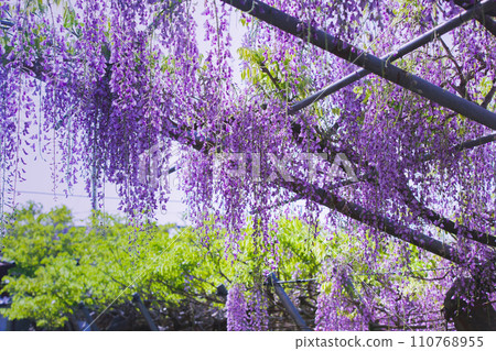 香川縣高松市800年歷史的孔雀紫藤岩田神社 110768955