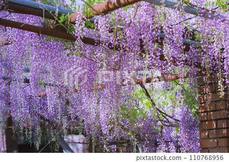 香川縣高松市800年歷史的孔雀紫藤岩田神社 110768956