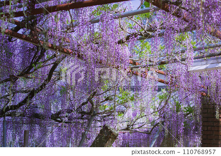 800-year-old Peacock Wisteria Iwata Shrine, Takamatsu City, Kagawa Prefecture 110768957