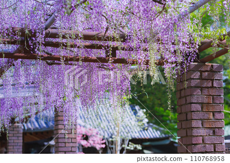 800-year-old Peacock Wisteria Iwata Shrine, Takamatsu City, Kagawa Prefecture 110768958