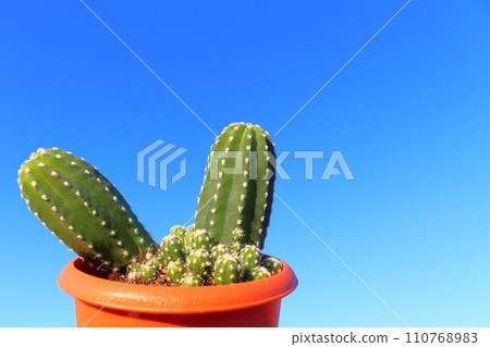 Sandalwood potted plant 110768983