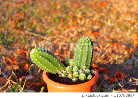 Sandalwood potted plant Sandalwood potted plant 110768984