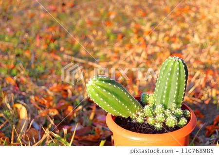 Sandalwood potted plant Sandalwood potted plant 110768985