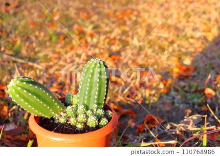 Sandalwood potted plant 110768986