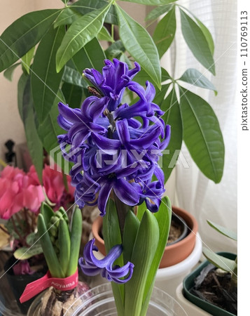 hydroponic hyacinth 110769113