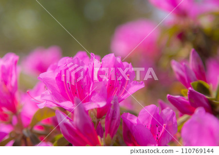 Nature of Toryo Park, Tadotsu Town, Nakatado District, Kagawa Prefecture Nature of Toryo Park, Tadotsu Town, Nakatado District, Kagawa Prefecture 110769144