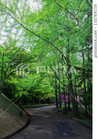 香川縣中多戶郡多度津町通靈公園的自然 香川縣中多戶郡多度津町通靈公園的自然 110769159
