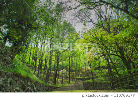 香川縣中多戶郡多度津町通靈公園的自然 香川縣中多戶郡多度津町通靈公園的自然 110769177