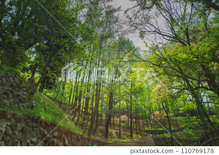 香川縣中多戶郡多度津町通靈公園的自然 香川縣中多戶郡多度津町通靈公園的自然 110769178