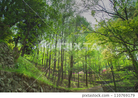 香川縣中多戶郡多度津町通靈公園的自然 香川縣中多戶郡多度津町通靈公園的自然 110769179