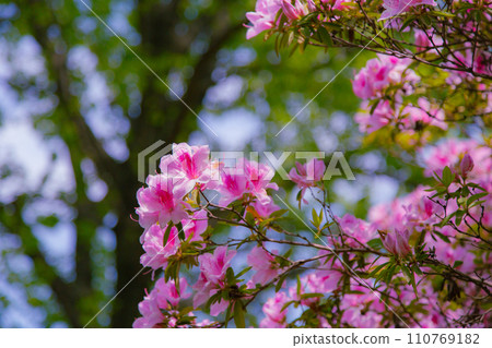 Nature of Toryo Park, Tadotsu Town, Nakatado District, Kagawa Prefecture Nature of Toryo Park, Tadotsu Town, Nakatado District, Kagawa Prefecture 110769182