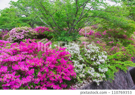 香川縣高松市佛生山公園的杜鵑花 香川縣高松市佛生山公園的杜鵑花 110769353