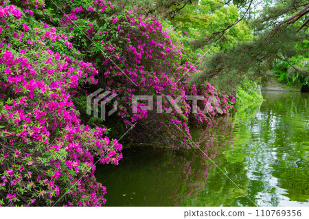 香川縣高松市佛生山公園的杜鵑花 110769356